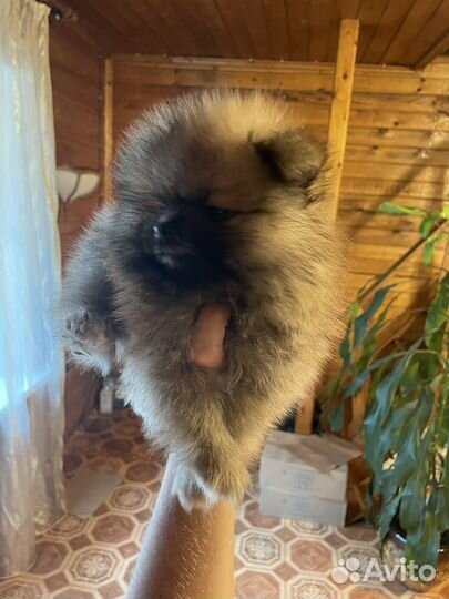 Щенки шпица