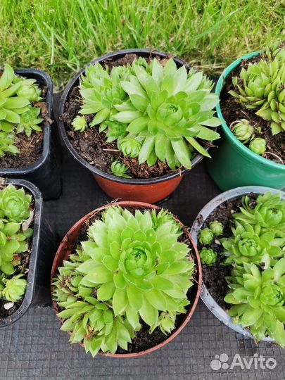 Каменная роза уличная, молодило, суккулент