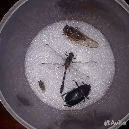 Насекомые сушеные,одним лотом