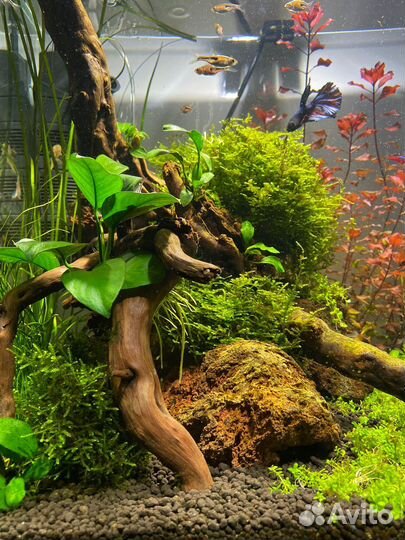 Аквариумная коряга с растениями 28х32см
