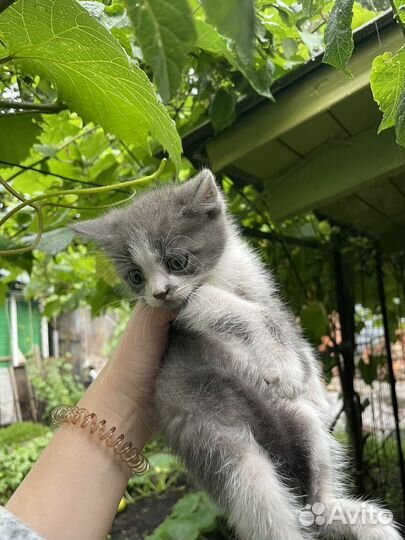 Котята в дар