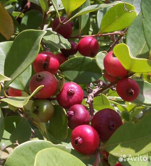 Гуава морозостойкая кеттли