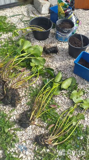 Прудовые растения нимфеи пистия водяной гиацинт