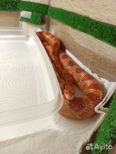 Змея маисовый полоз