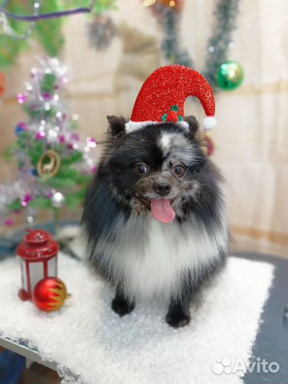 Померанский шпиц вязка кобель