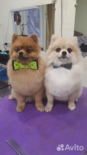 Стрижка собак и кошек