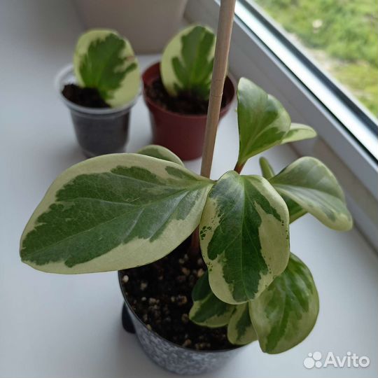 Пеперомия вариегатная