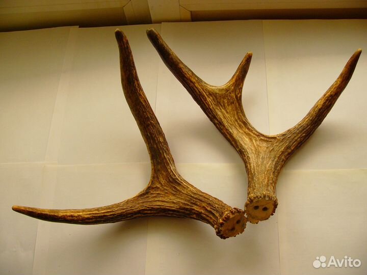 Рога лосиные