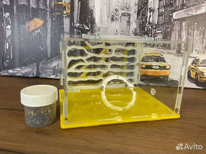 Муравьиная ферма без муравьев