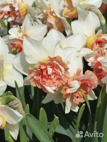 Нарцисс Кэнди Принцесс 5 шт