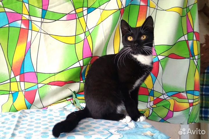 Отдам кошечку Мэри в добрые руки