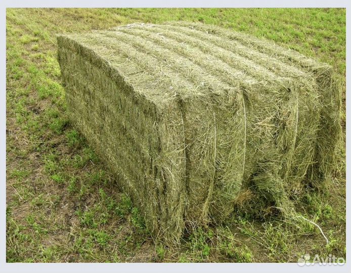 Сено луговое разнотравье и суданка в тюках