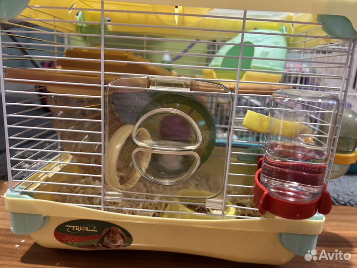 Джунгарский хомяк с клеткой