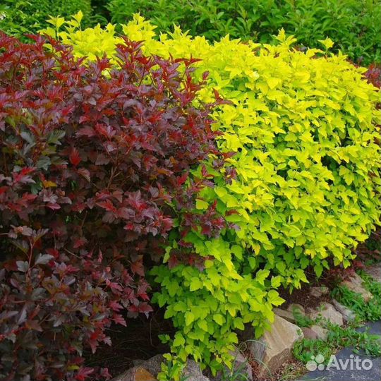 Пузыреплодник