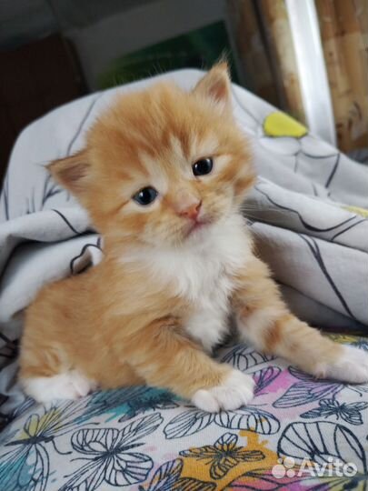 Рыжий котенок