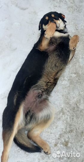 В добрые руки