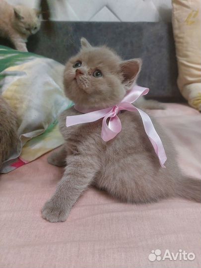 Британские котята