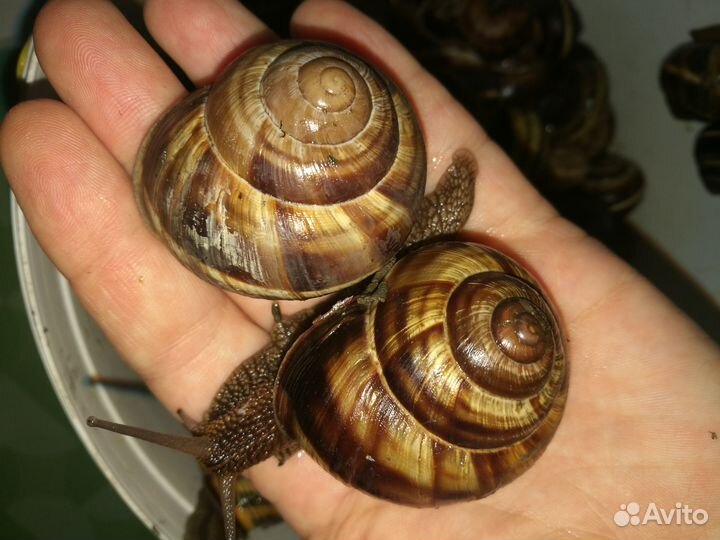 Улитки виноградные