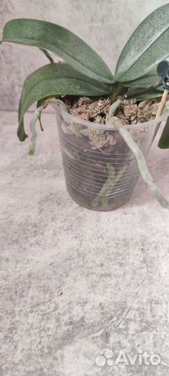 Фаленопсис I-Hsin Maple Valley