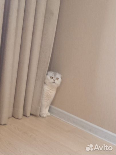 Отдам в добрые руки котика