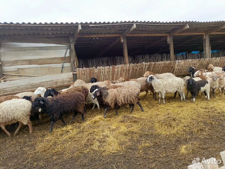 Овцы бараны