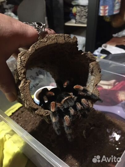 Полозы, ящерицы, пауки, скорпионы