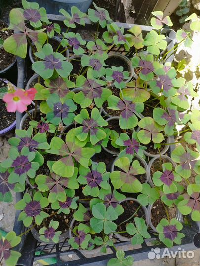 Кислица оксалис