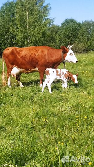 Бычок и тёлочка