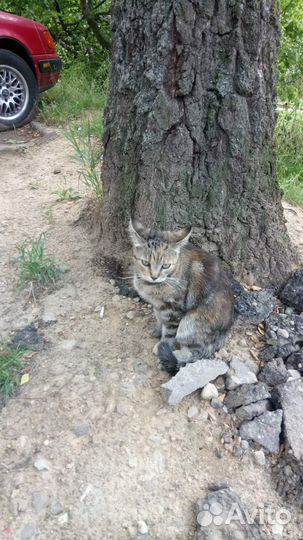 Кошечка в добрые руки