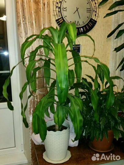 Драцена, денежное дерево, гастерия и другие цветы