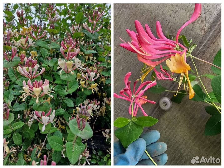 Жимолость каприфоль 3 сорта