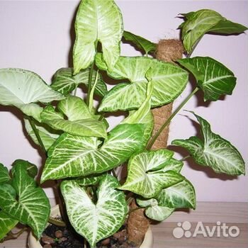 Вьючий цветок-лиана