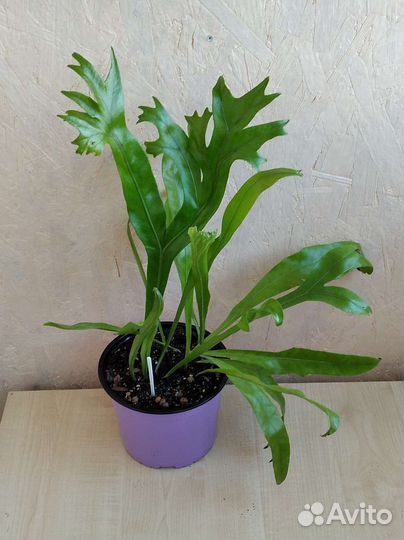 Папоротник микроссорум