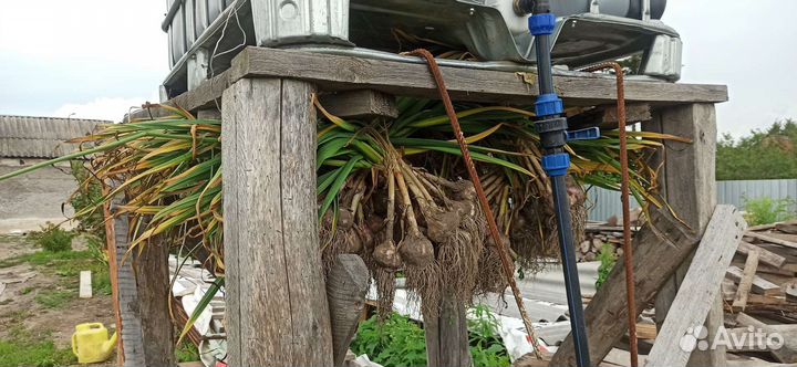 Чеснок Любаша