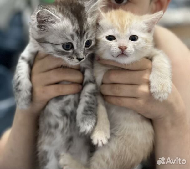 Кошки бесплатно