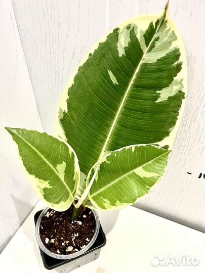 Фикус эластика тинеке