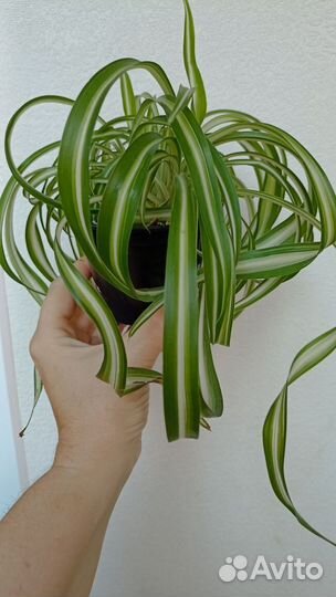 Хлорофитум кудрявый (Бонни) (Chlorophytum comosum
