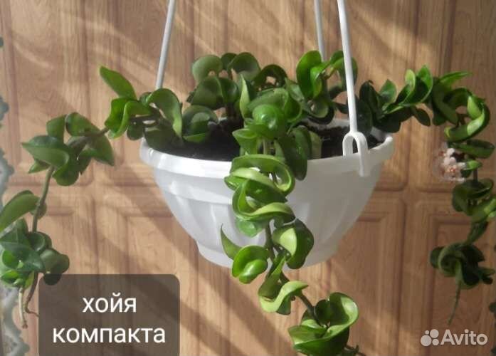 Комнатные растения