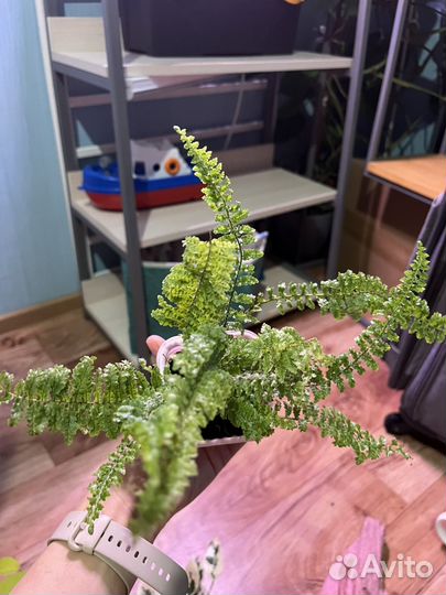 Папоротник нефролепис