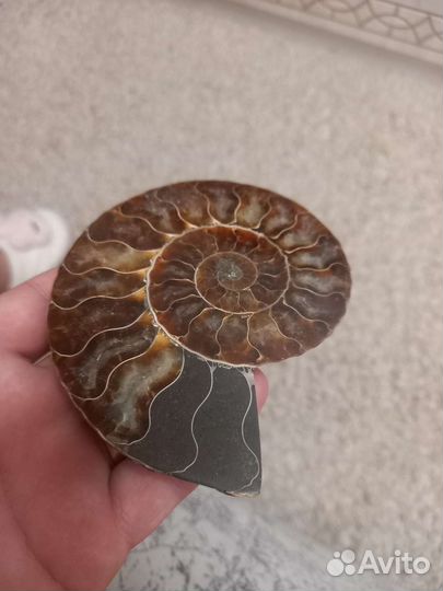 Аммонит срез окаменнелость
