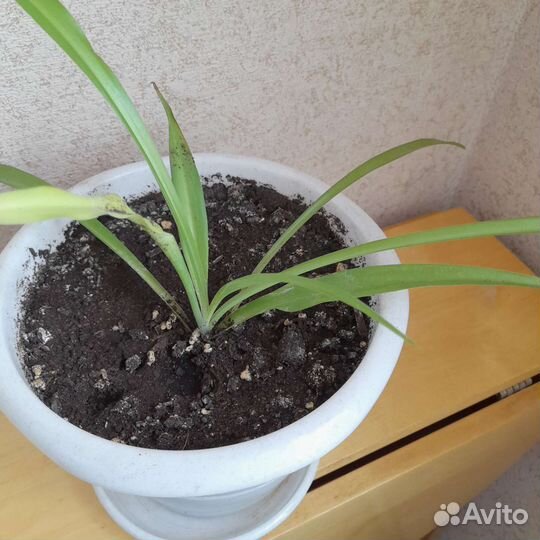Хлорофитум