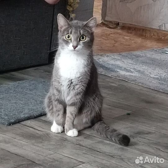 Отдам кошку в добрые руки