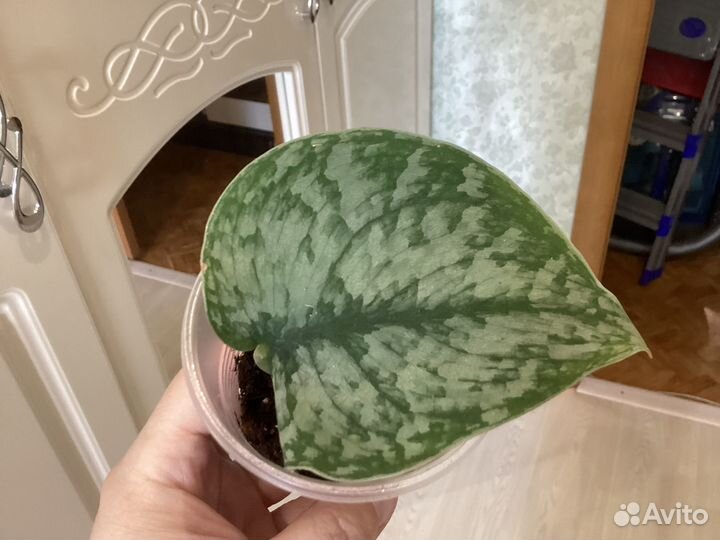 Сциндапсусы и эпипремнумы сортовые