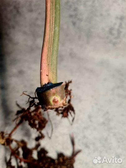 Филодендрон Карамель Марбл вар