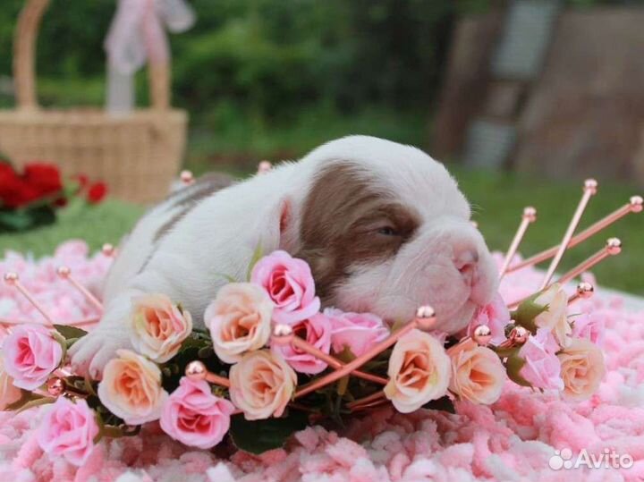 Сладкие булочки