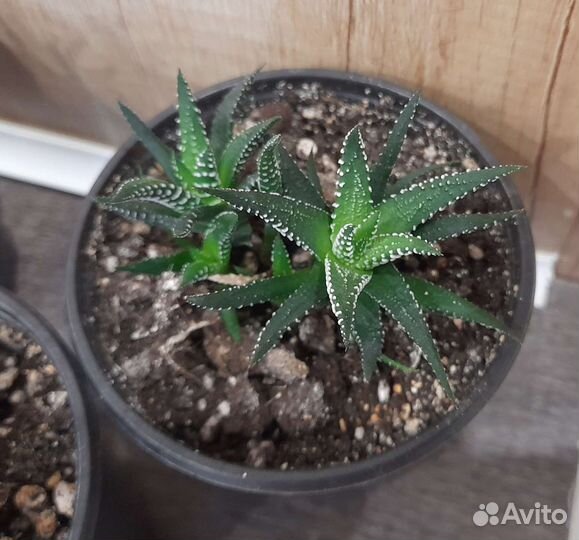 Хавортия полосатая