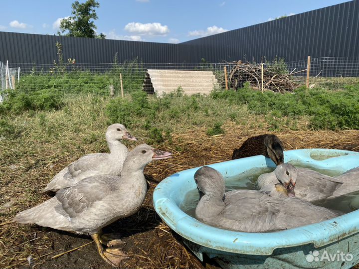Мускусные утки. Индоутки Лаванда.Тяжелая линия