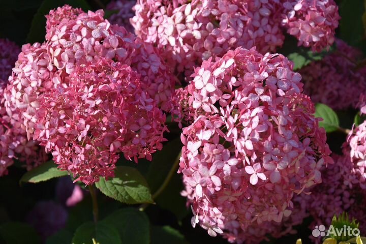 Гортензия древовидная