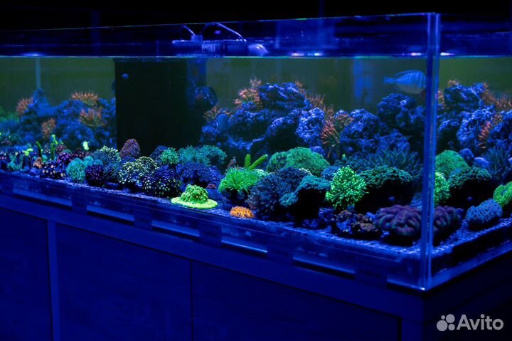 Морские кораллы для аквариума