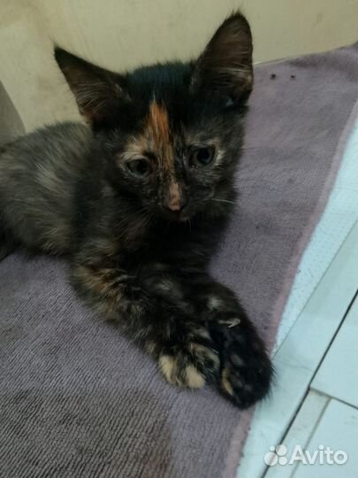 Котенок бесплатно